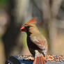 Female Cardinal 3-29-13