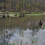 Swamp reflections 4-8-13