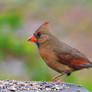 Female Cardinal 5-5-13