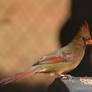 Female Cardinal 12-13-13