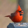 Male Cardinal 1-15-14