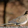 Portrait of a Dove