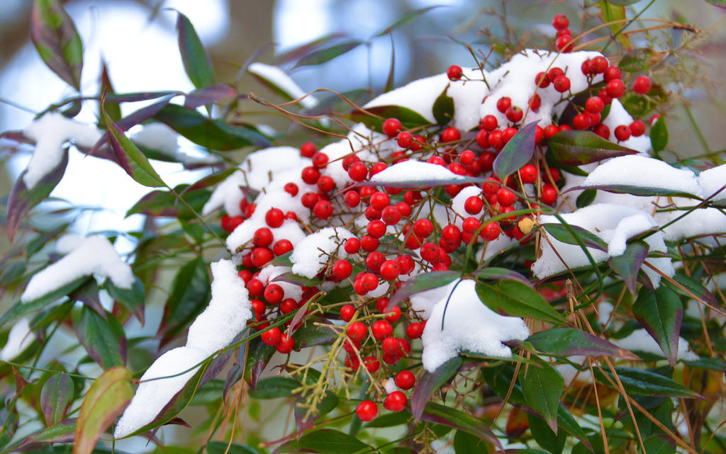 Snow-Berries 1-29-14