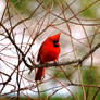 Male Cardinal 2-6-14