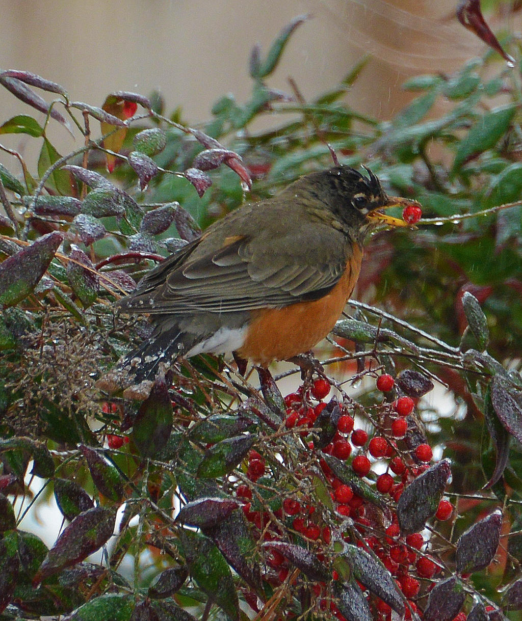Robin with Ice berry 2-12-14