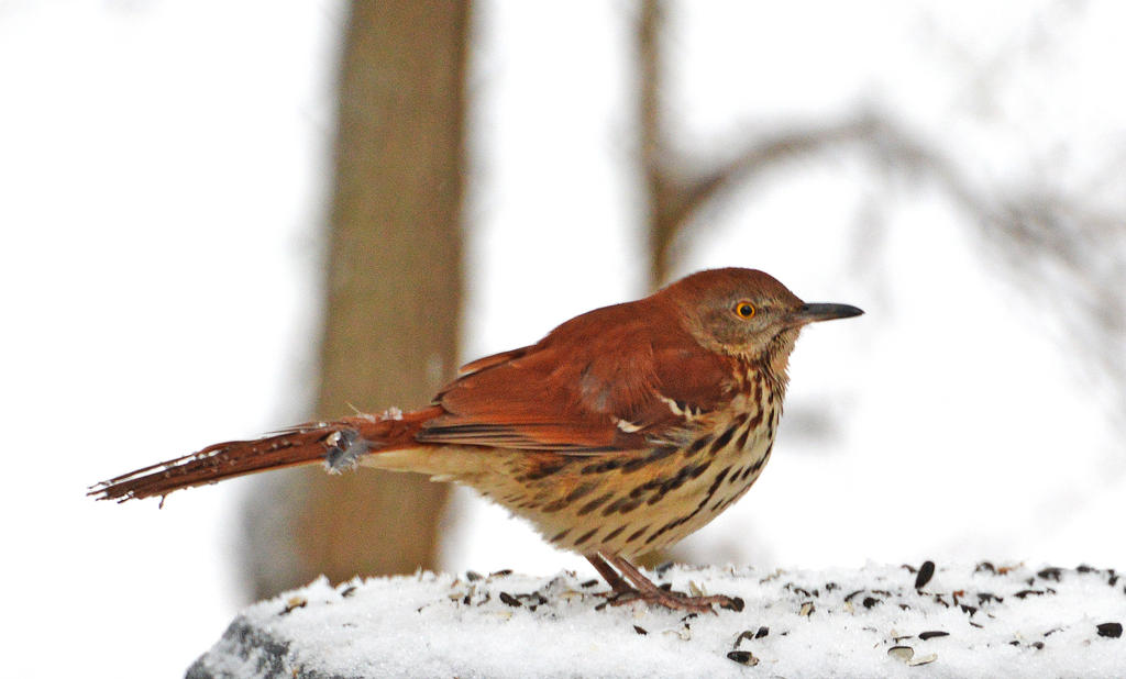 One Cold Bird