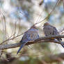 Dove Love 3-15-14