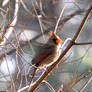 Female Cardinal 3-22-14