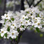 Branch blooms