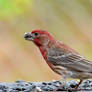 Red Finch?
