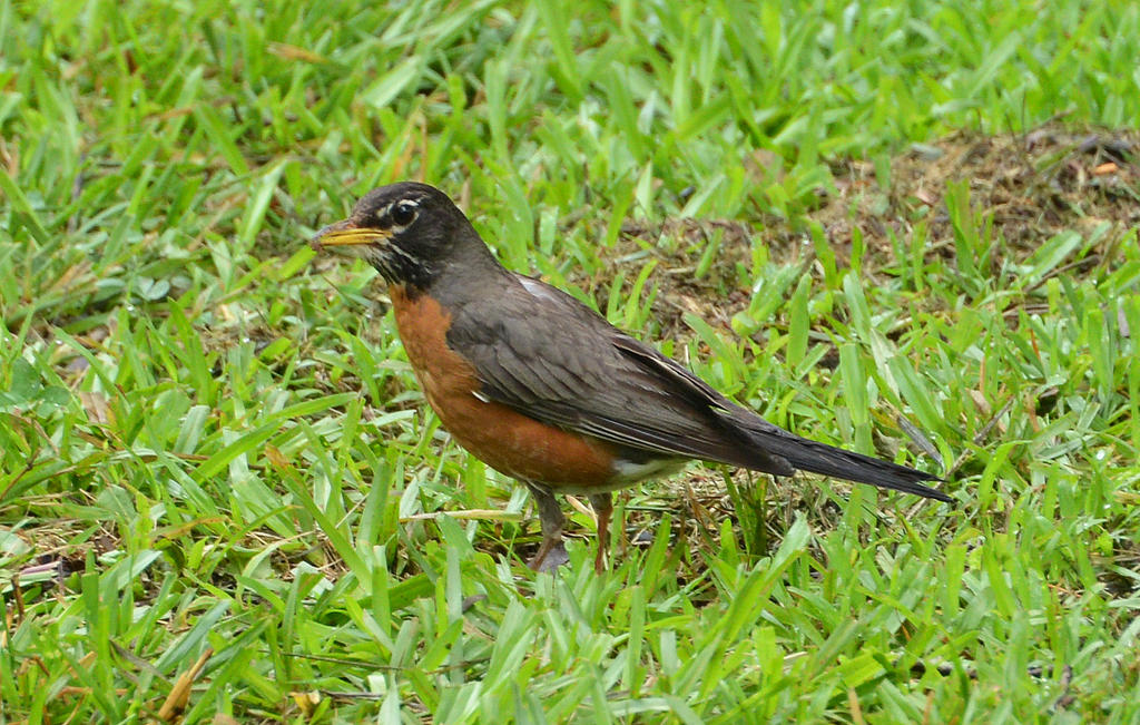 Robin 6-11-14