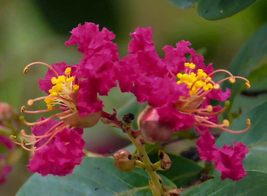 Blooms 7-18-14