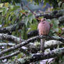 Dove in the morning 8-8-14