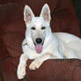 Nitro in my TV chair 9-11-14