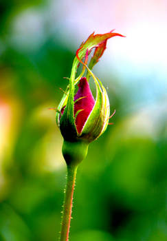 November Rosebud