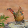 Female Cardinal 12-19-14