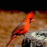 Male Cardinal 2-11-15