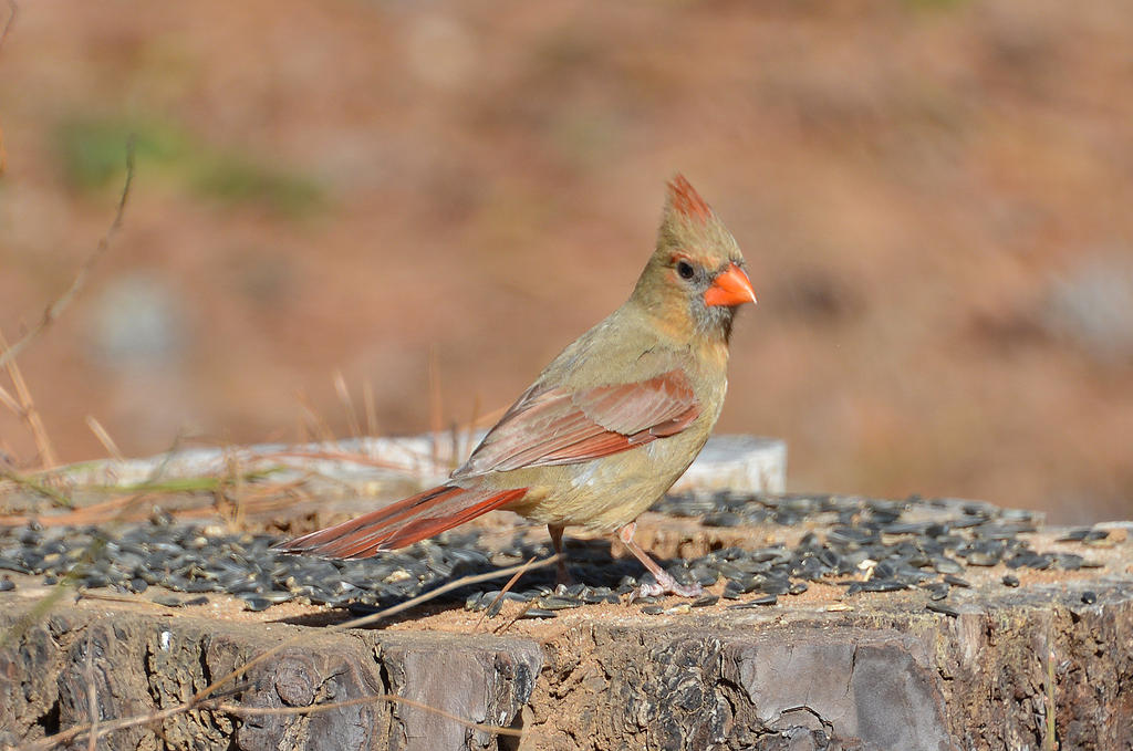 Female Cardinal 2-3-18