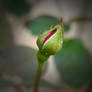 First Rosebud 3-29-3018