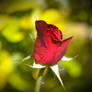 Little Red Rose that Could