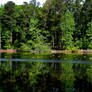 Geese and Reflections