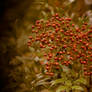 Fall Berries after Rain