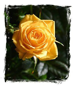 Tiny Yellow Rose