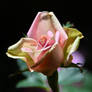 Pink Rose