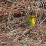 Hiding in the Pine Straw