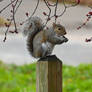 Smart Squirrel