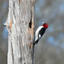 Woodpecker at the Swamp