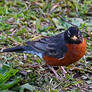 Mad Robin -- No Worms