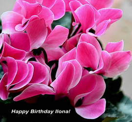 Happy Birthday Ilona