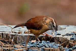 ID help?? (Carolina Wren)