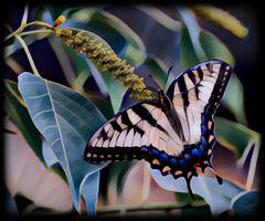 Butterfly Art