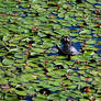 Lost in Lily Pads