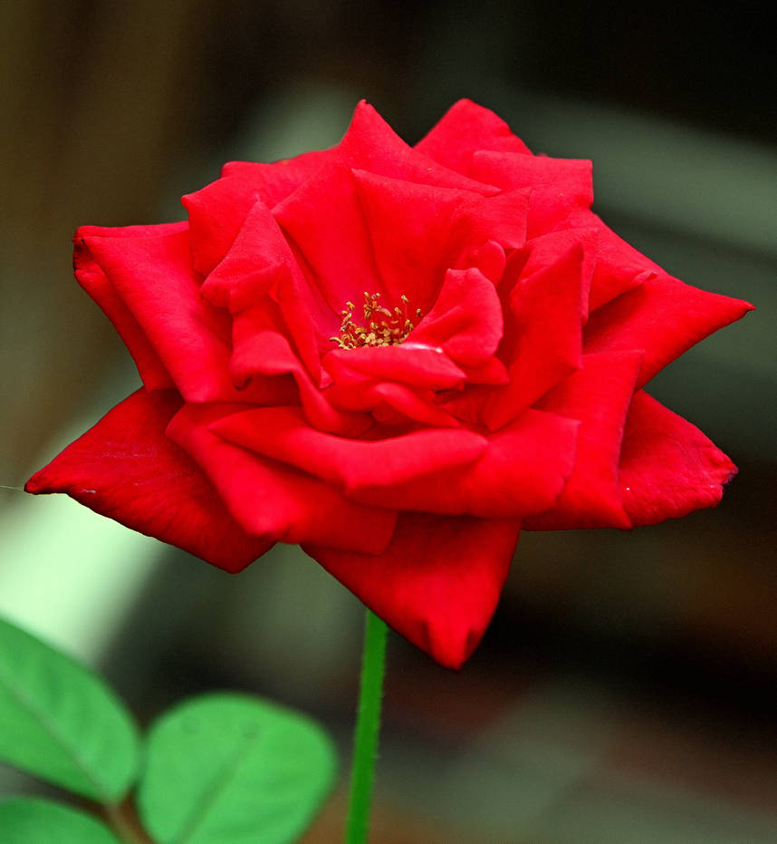 A Rose is Still A Rose by Tailgun2009 on DeviantArt