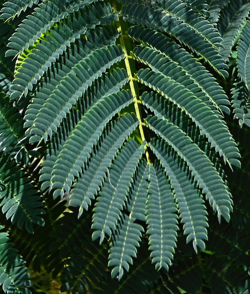 Mimosa Leaves by Tailgun2009 on DeviantArt