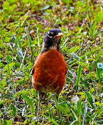 Grounded Robin