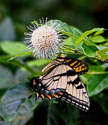 Swamp Butterfly