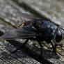 Swamp Pest (tachinid fly)