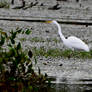 Swamp Egret