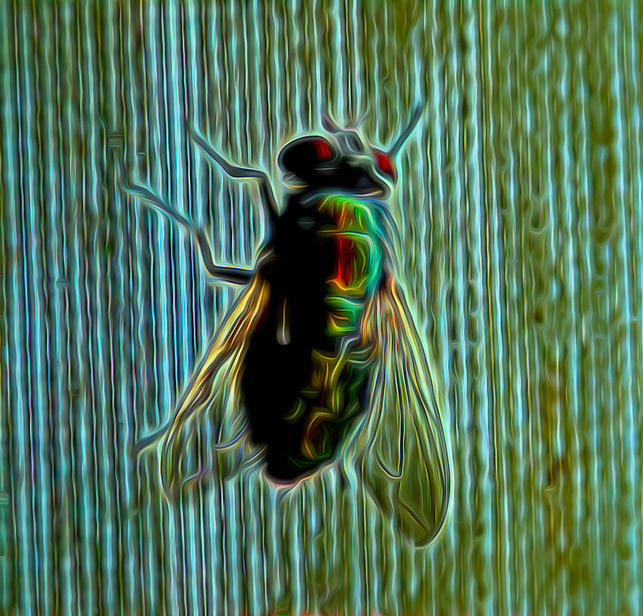 Freaky Fly by Tailgun2009 on DeviantArt