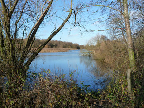 Lake Framed by Trees