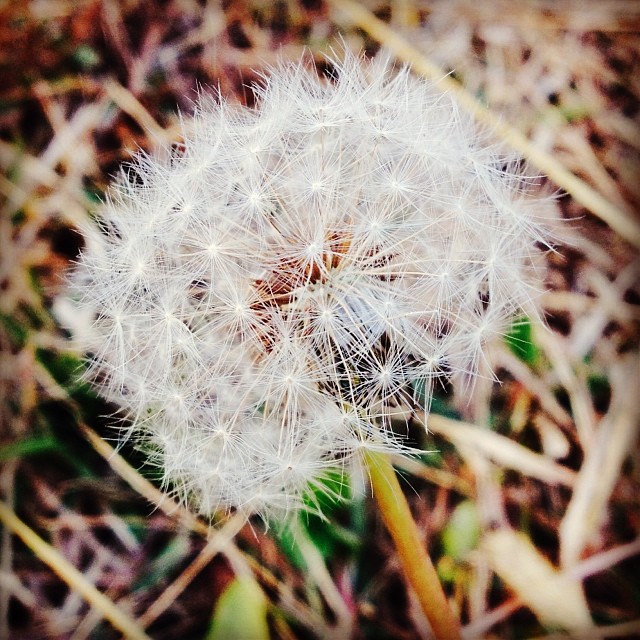 Dandelion seeds