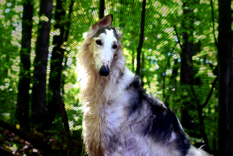 Borzoi Photomanip