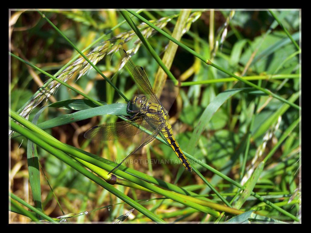 I spy... view large