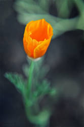 orange poppy