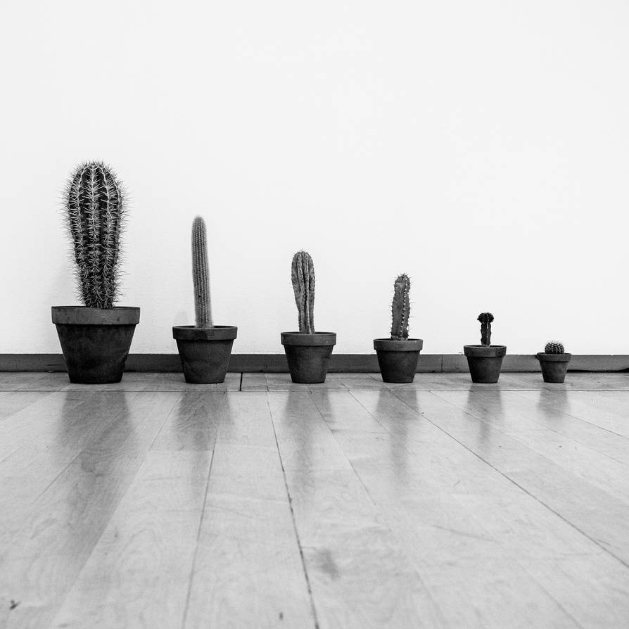 Black White And Spiky by Dave2712 Black White And Spiky by Dave2712