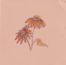 Sketches 209 Flower